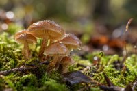 Pilze auf Moos